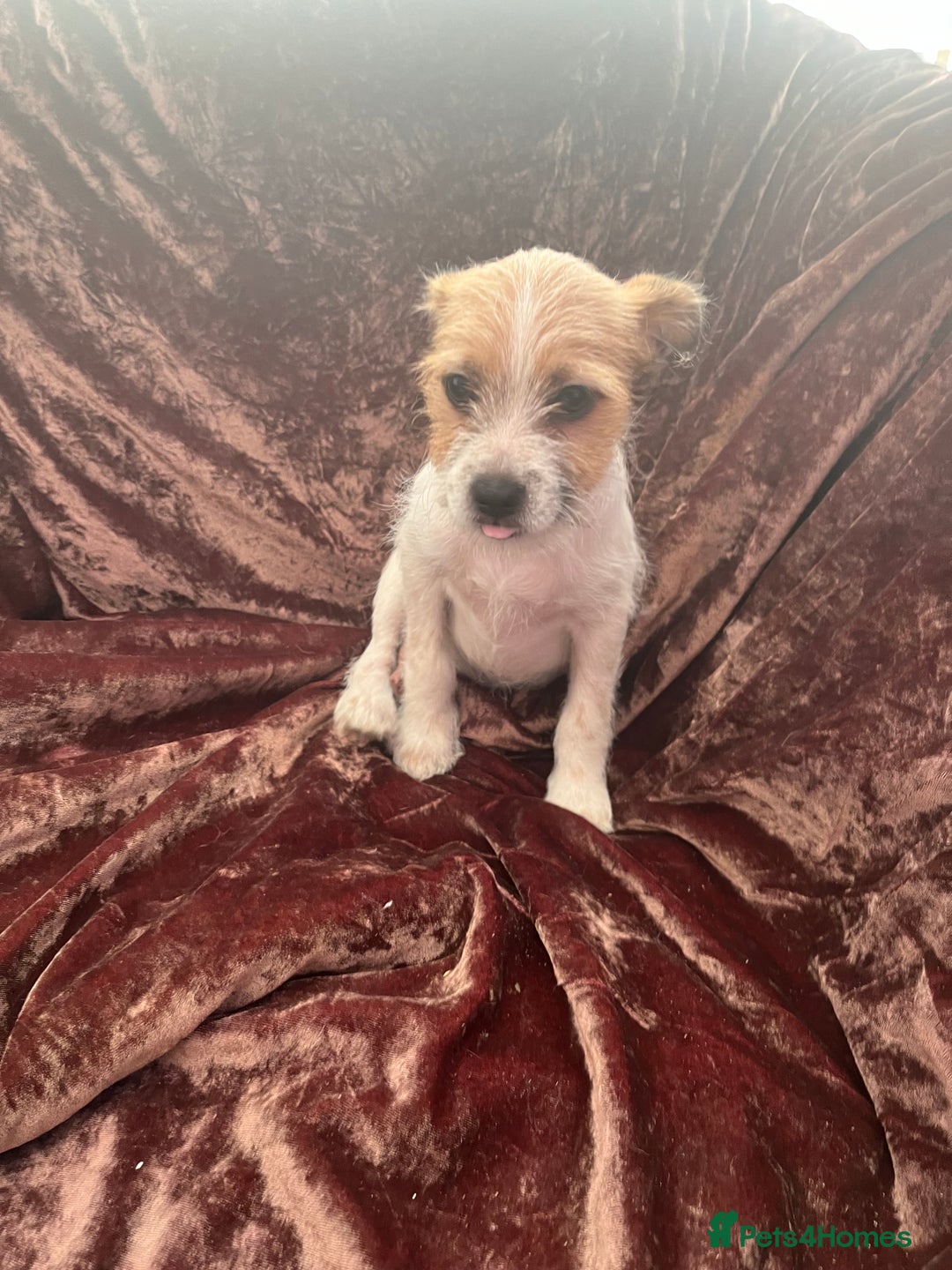 Mixed Breed dogs for sale: JACK RUSSELL CROSS PUPPY  - Image 4