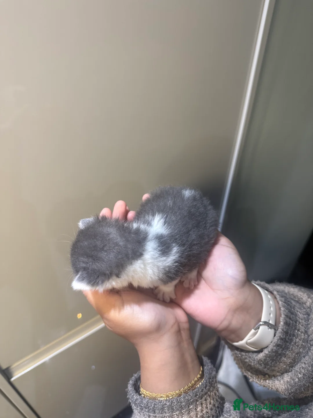 Turkish Angora cats for sale: 5 Turkish angora X long hairs in Birmingham - Advert 2