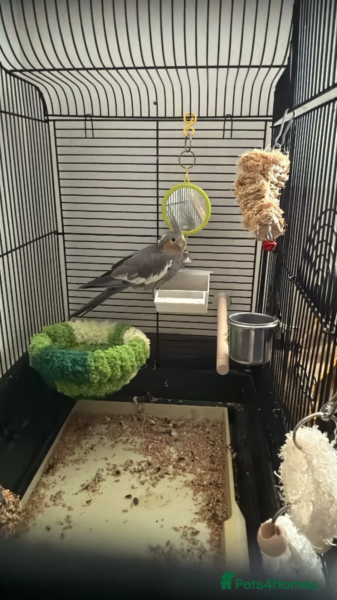 Cockatiels birds for sale: 2 year old cockatiel  - Advert 1