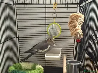 Cockatiels birds 2 year old cockatiel - Advert 1