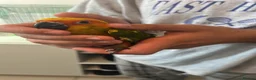 Mixed Breed birds for sale: Beautiful Hand-Reared Sun Conure Babies – Weaned  - Advert 14