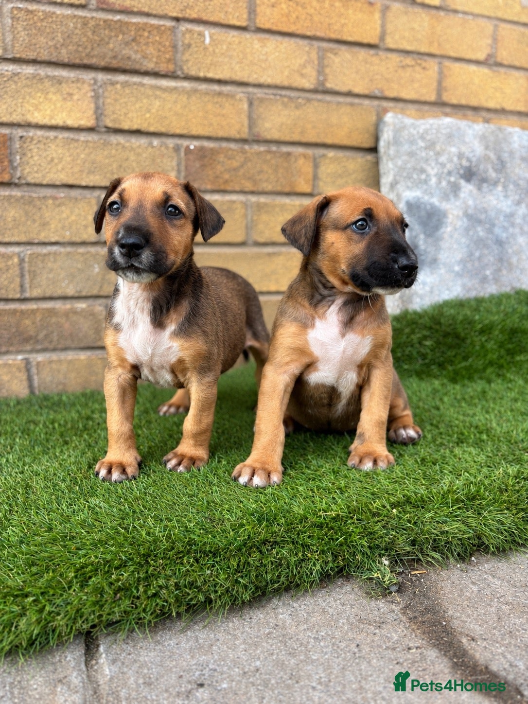 Mixed Breed dogs English Bull Terrier X Doberman - Advert 10