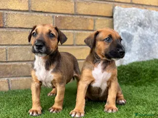 Mixed Breed dogs English Bull Terrier X Doberman - Advert 10