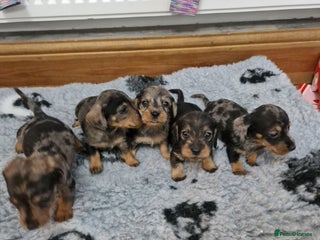 Dachshund dogs Wirehaired daschund chocolate dappled - Advert 1