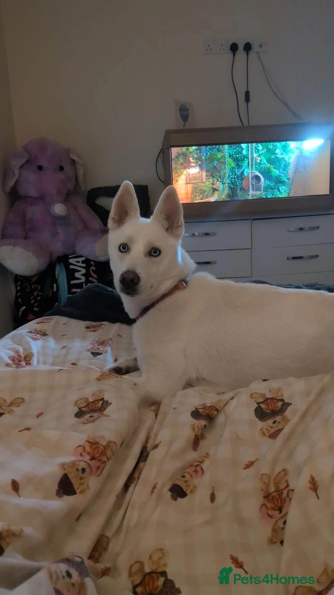 Siberian Husky dogs for sale: Kiki needs rehoming ASAP - Advert 7