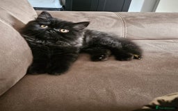 Persian cats for sale: Stunning Persian Boy - Image 10