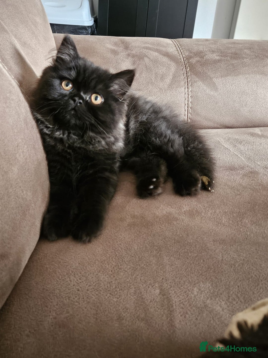 Persian cats for sale: Stunning Persian Boy - Image 10