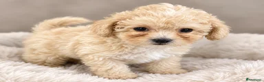 Toy Poodle 2