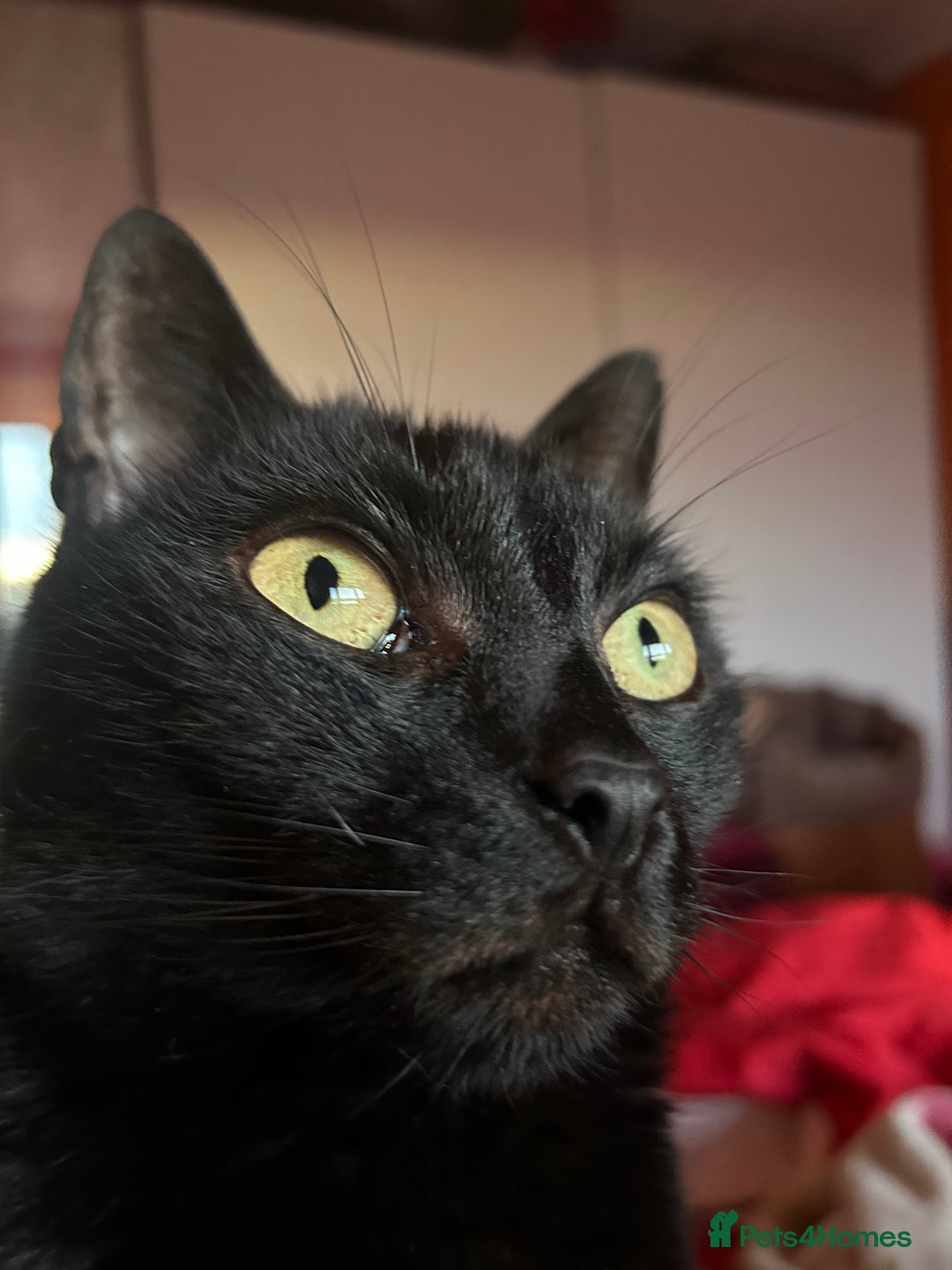 Mixed Breed cats for sale: Eli the black cat - Image 3