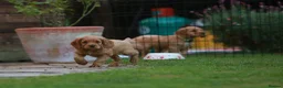 Cocker Spaniel dogs for sale: Gorgeous Working Cocker Spaniel Pups  - Advert 11
