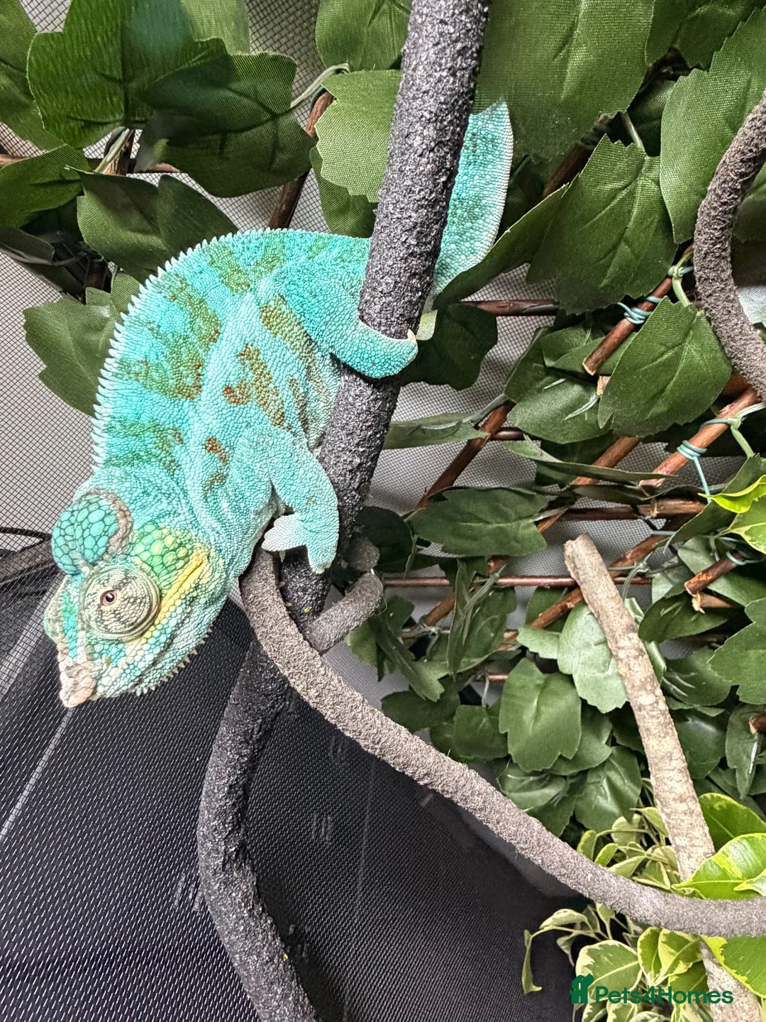 Chameleon reptiles for sale: Male nosy faly panther chameleon  - Advert 2
