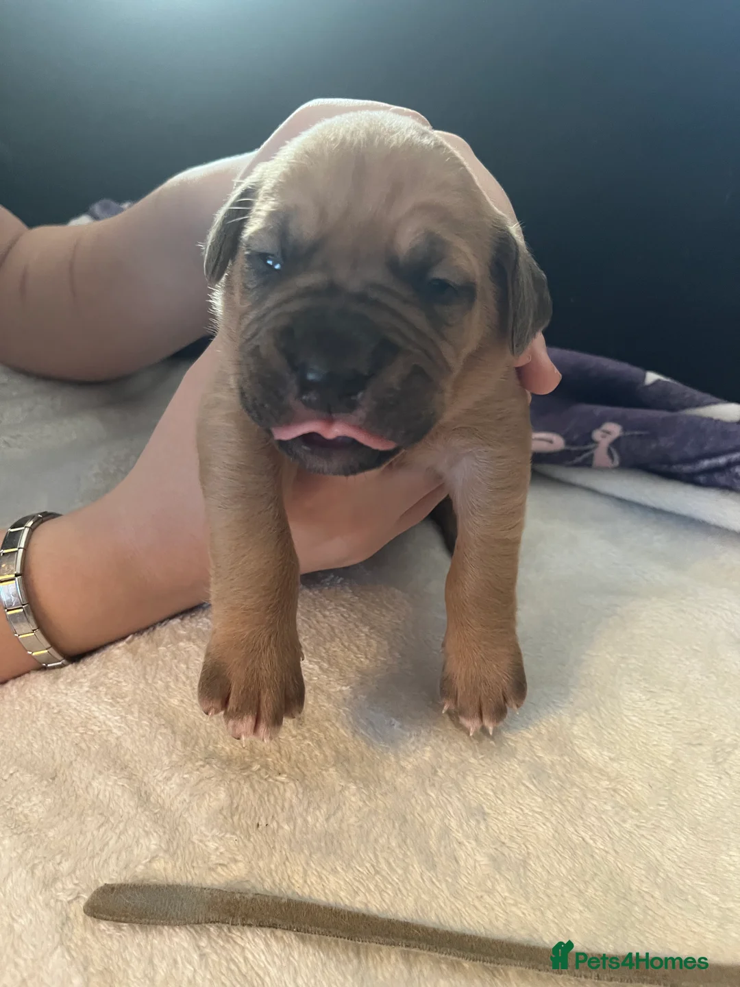 Dogue De Bordeaux dogs for sale: Dogue de Bordeaux puppies - Advert 12