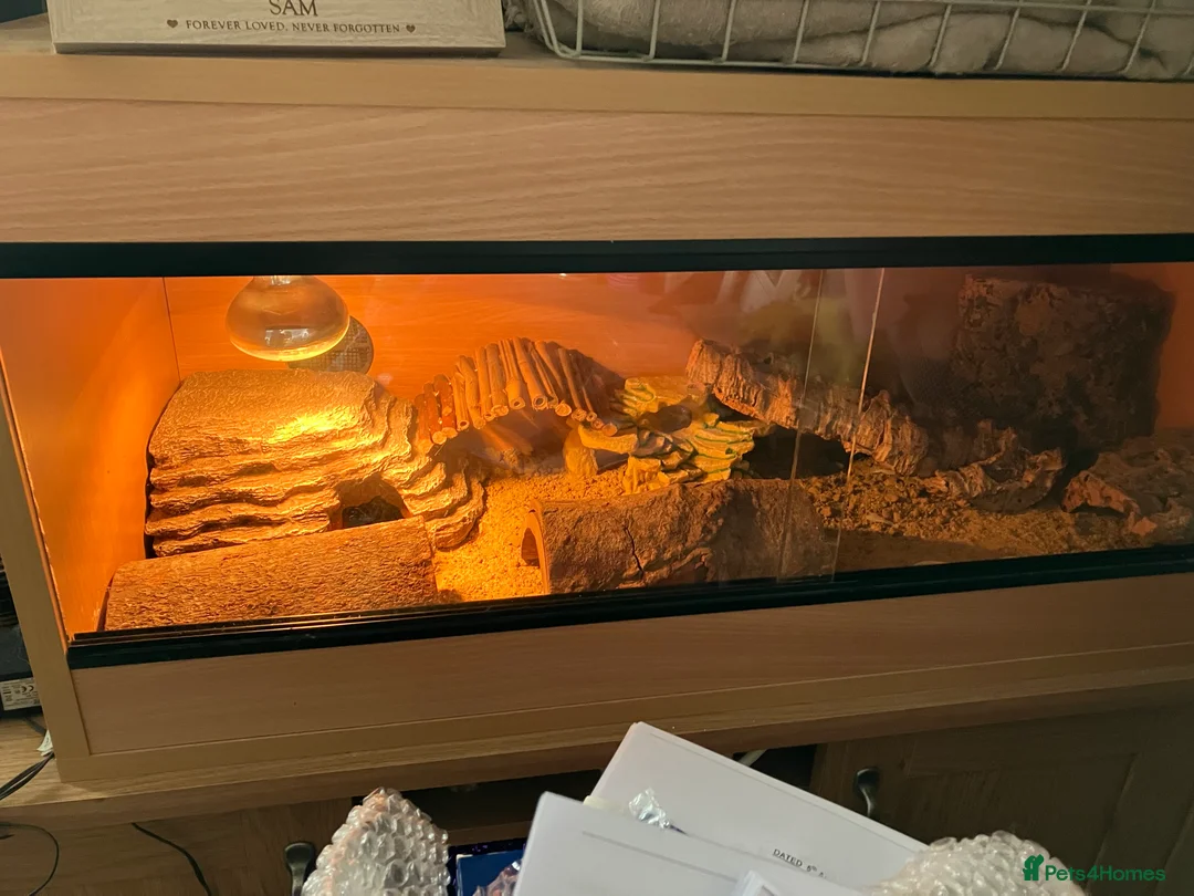 Leopard Gecko reptiles for sale: 4 year old Leopard Gecko + viv in Saint Helens - Advert 2