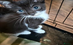 British Shorthair cats for sale: Kittens - Image 3