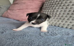 Jack Russell dogs for sale: Jack russell puppies - Image 9
