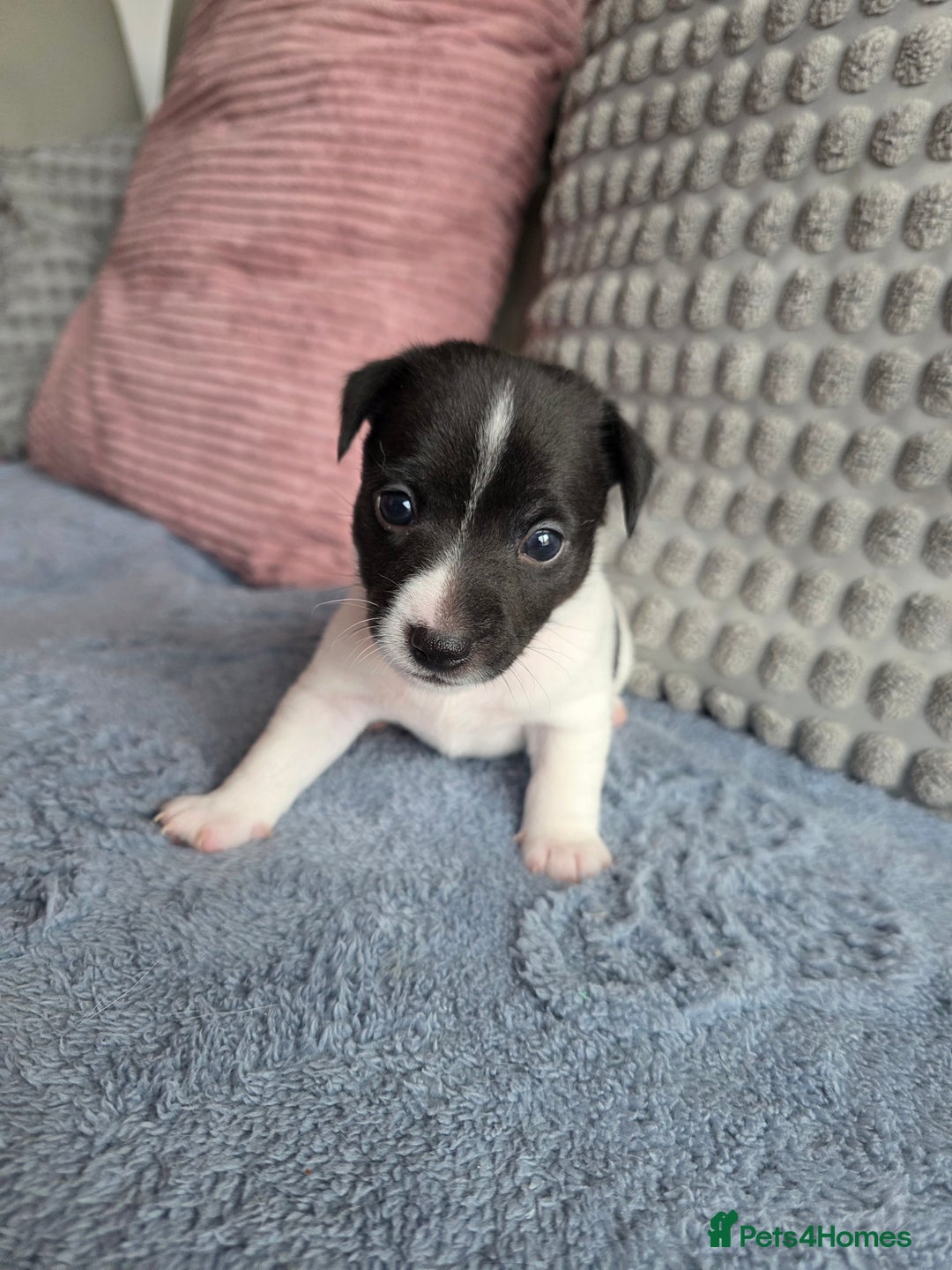 Jack Russell dogs for sale: Jack russell puppies - Image 9