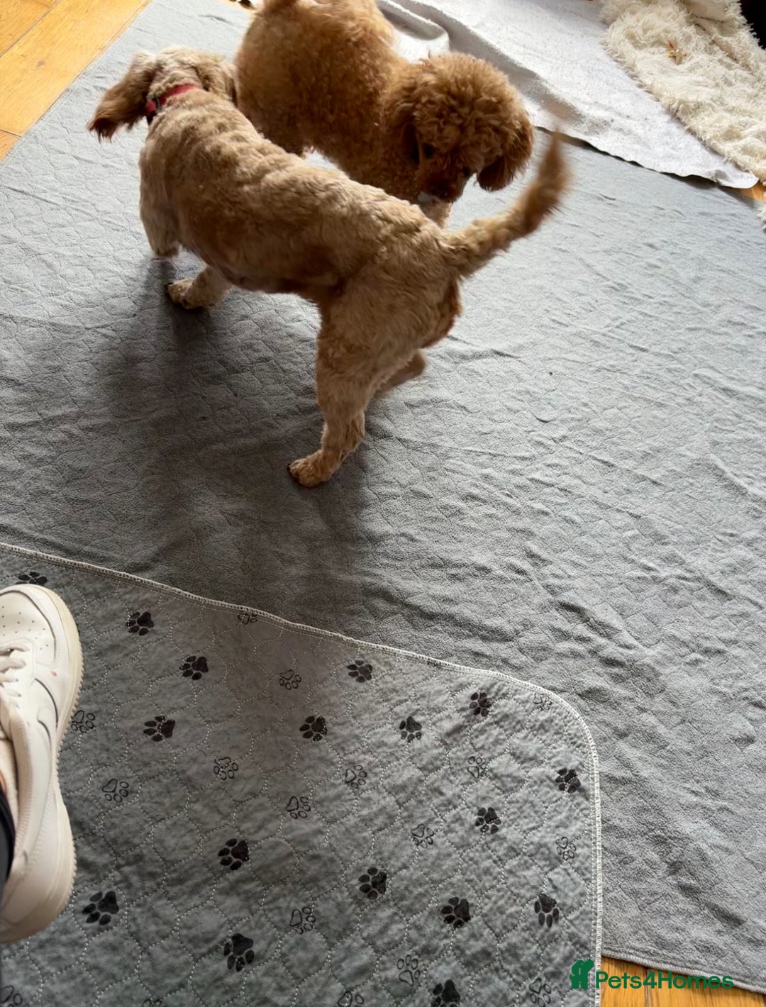 Cockapoo dogs for sale: Championship bloodline F1B toy Cockapoos  - Image 16