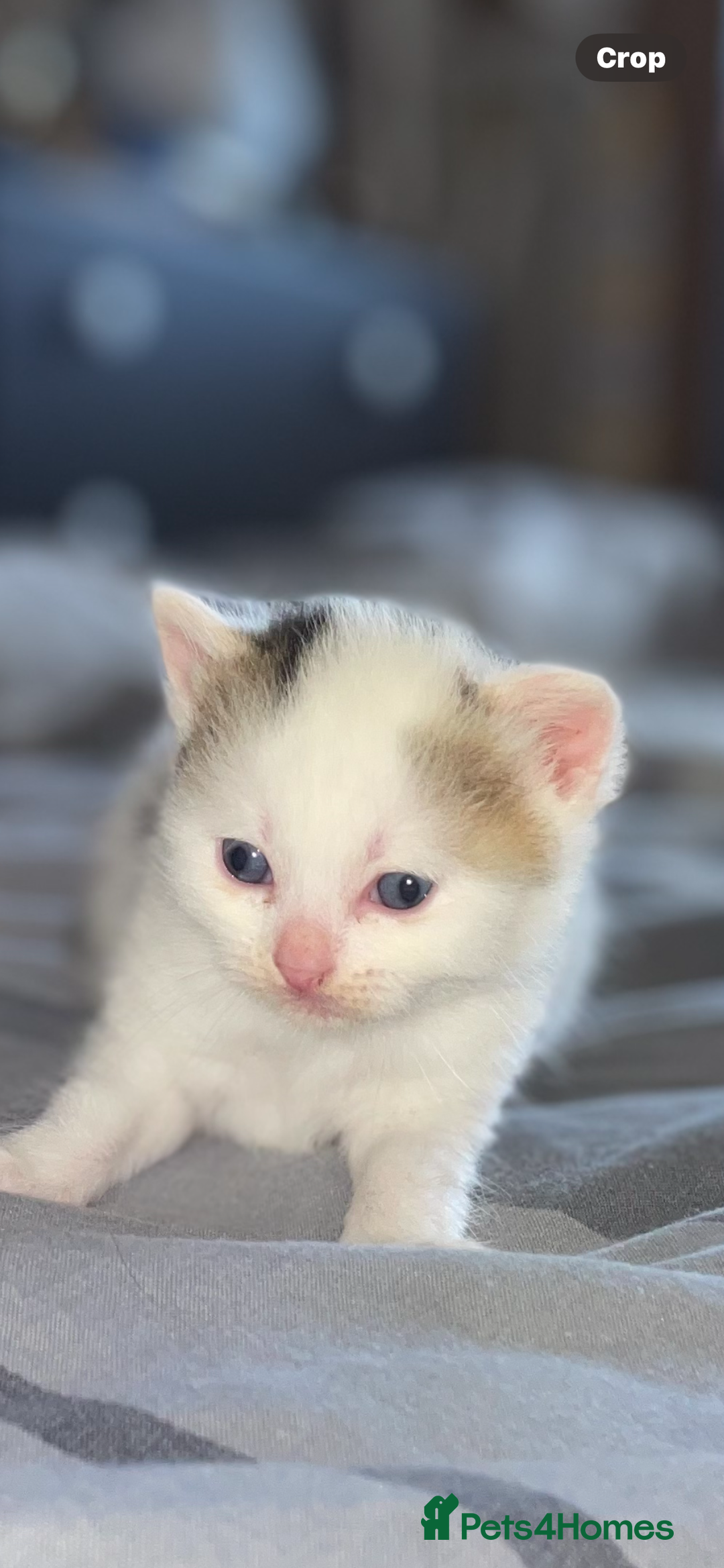 British Shorthair cats for sale: Kittens for sale  - Image 1