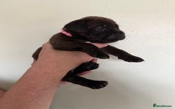 Mixed Breed dogs for sale: Lakeland x Boston terrier - Image 14