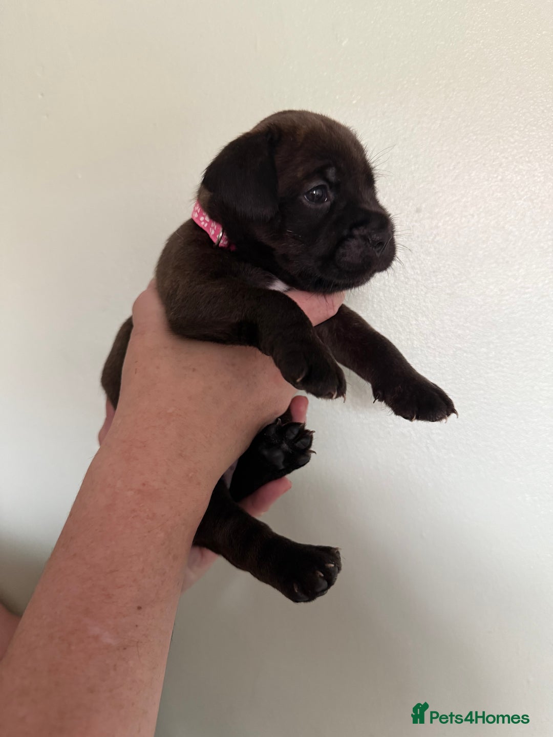 Mixed Breed dogs for sale: Lakeland x Boston terrier - Image 14