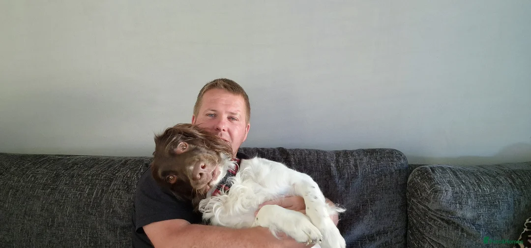 English Springer Spaniel dogs for stud: Enhanced pedigree English Springer Spaniel  in Sittingbourne - Advert 9