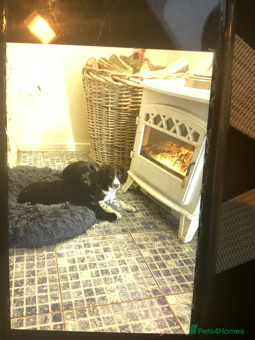 Cocker Spaniel dogs for sale: Cocker spaniel puppies - Advert 2