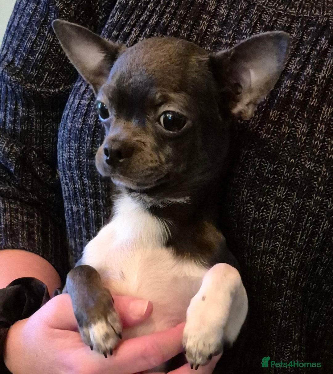 Chihuahua dogs for sale: Chihuahua Boy Available  - Advert 1