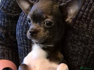Chihuahua dogs Chihuahua Boy Available - Advert 5
