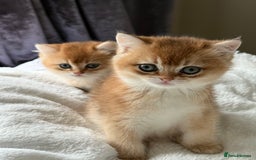 British Shorthair cats for sale: Golden chinchilla British Shorthair Male Kitten - Image 3
