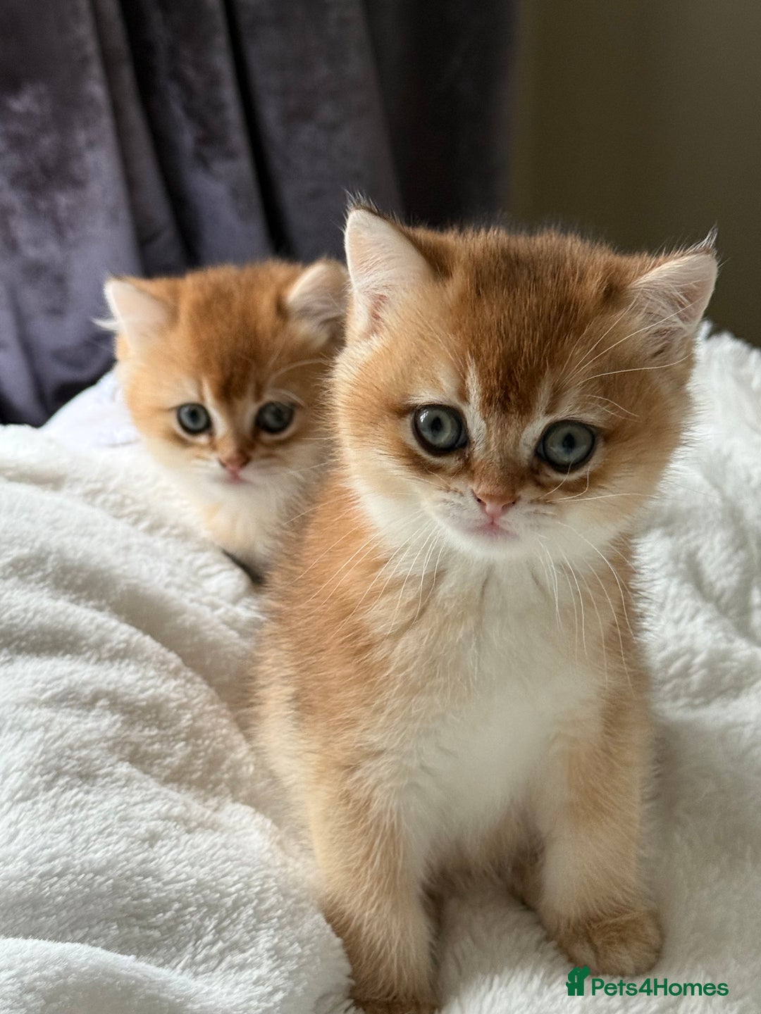 British Shorthair cats for sale: Golden chinchilla British Shorthair Male Kitten - Image 3