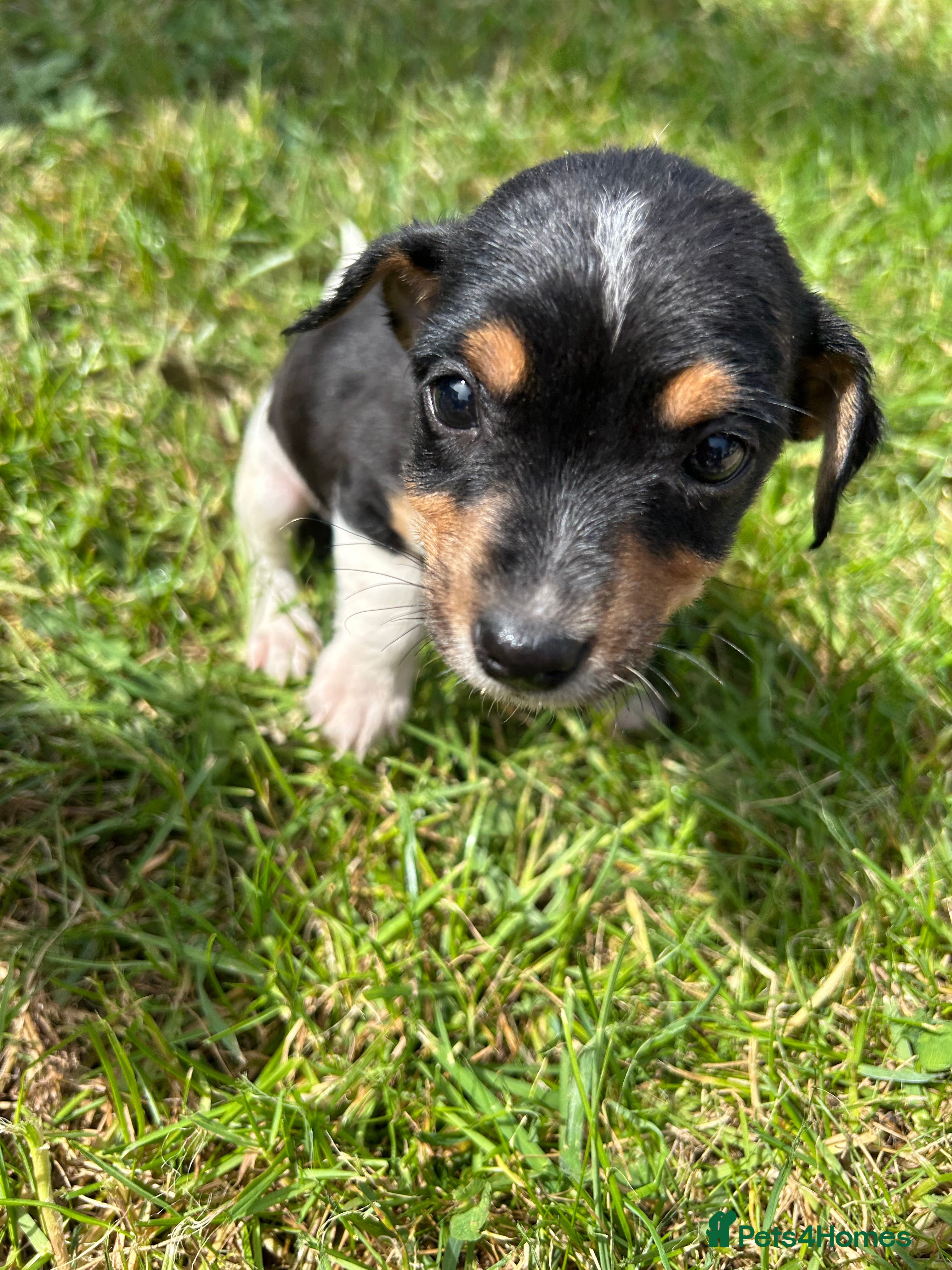Mixed Breed dogs for sale: Jack Russell/Lakeland terrier puppies - Advert 6