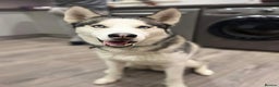 Siberian Husky dogs for sale: Siverian husky Blu - Advert 5
