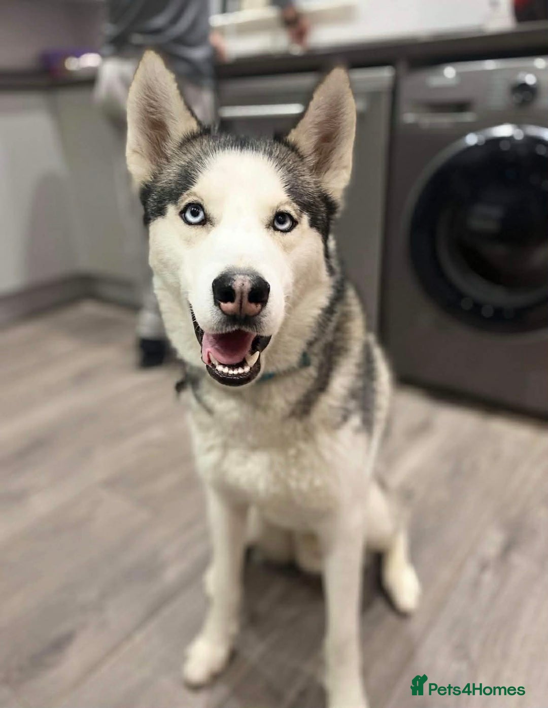 Siberian Husky dogs for sale: Siverian husky Blu - Advert 5