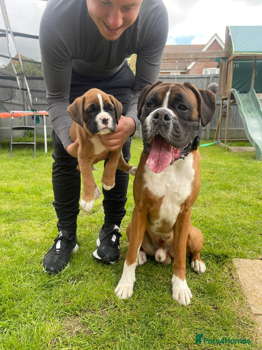Boxer dogs for sale: KC REGISTERED Puppies-1x Gourgess Puppy available - Image 18