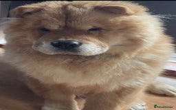 Chow Chow dogs for sale: 5 TOP QUALITY CHOWS 🦁🏡 (REDUCED) - Image 7