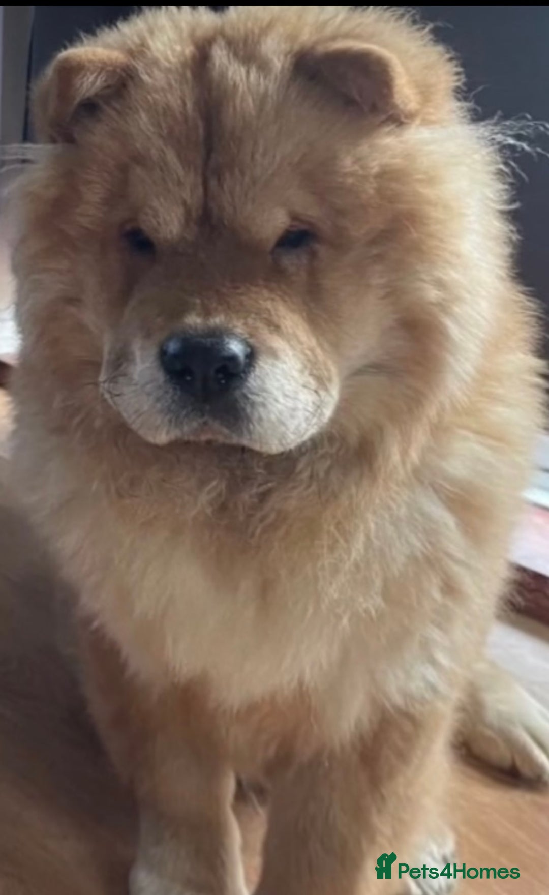 Chow Chow dogs for sale: 5 TOP QUALITY CHOWS 🦁🏡 (REDUCED) - Image 7