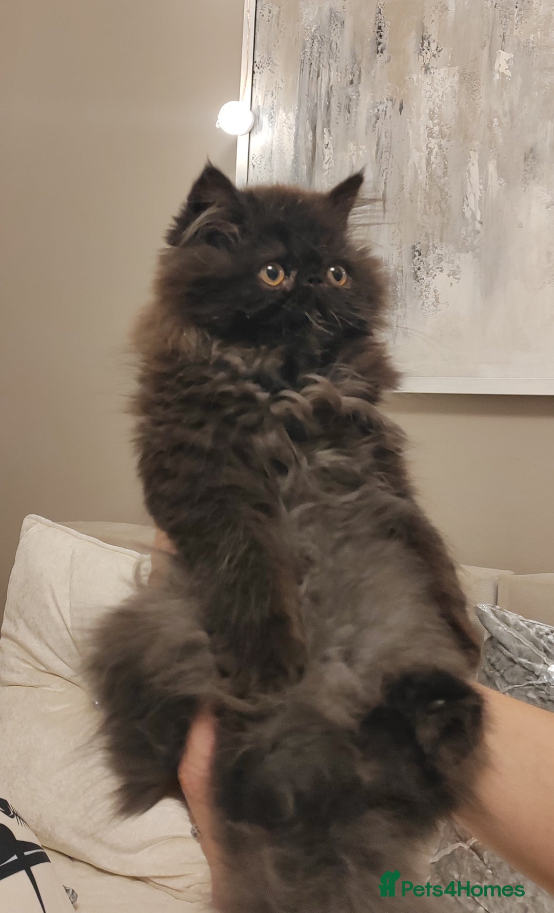 Persian cats for sale: Exotic Persian Kittens / last one baby boy in Romford - Image 14