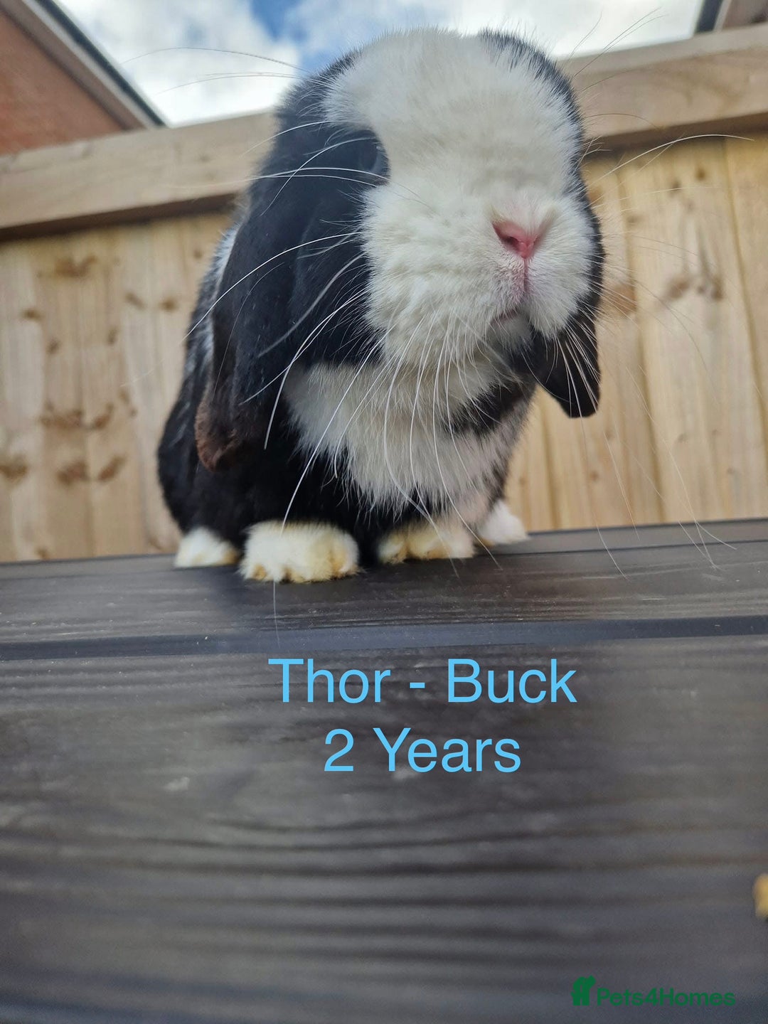 Mini Lop rabbits for sale: Baby & Adult Mini Lops Read Description  - Advert 5