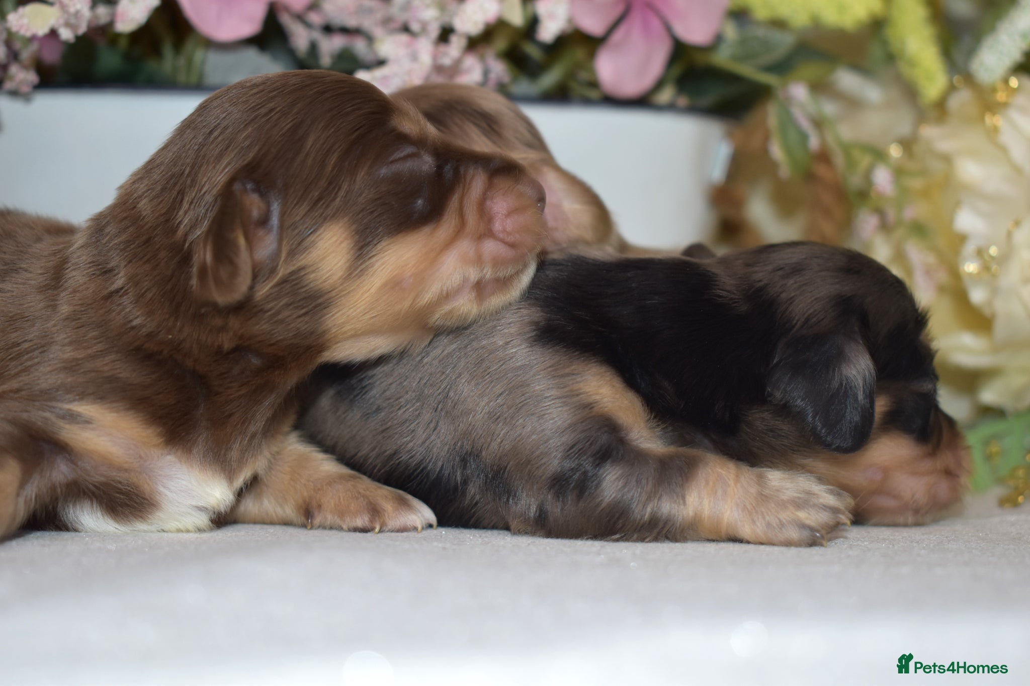 Miniature Dachshund dogs KC Long Coat Miniature Dachshund Puppies - Advert 2