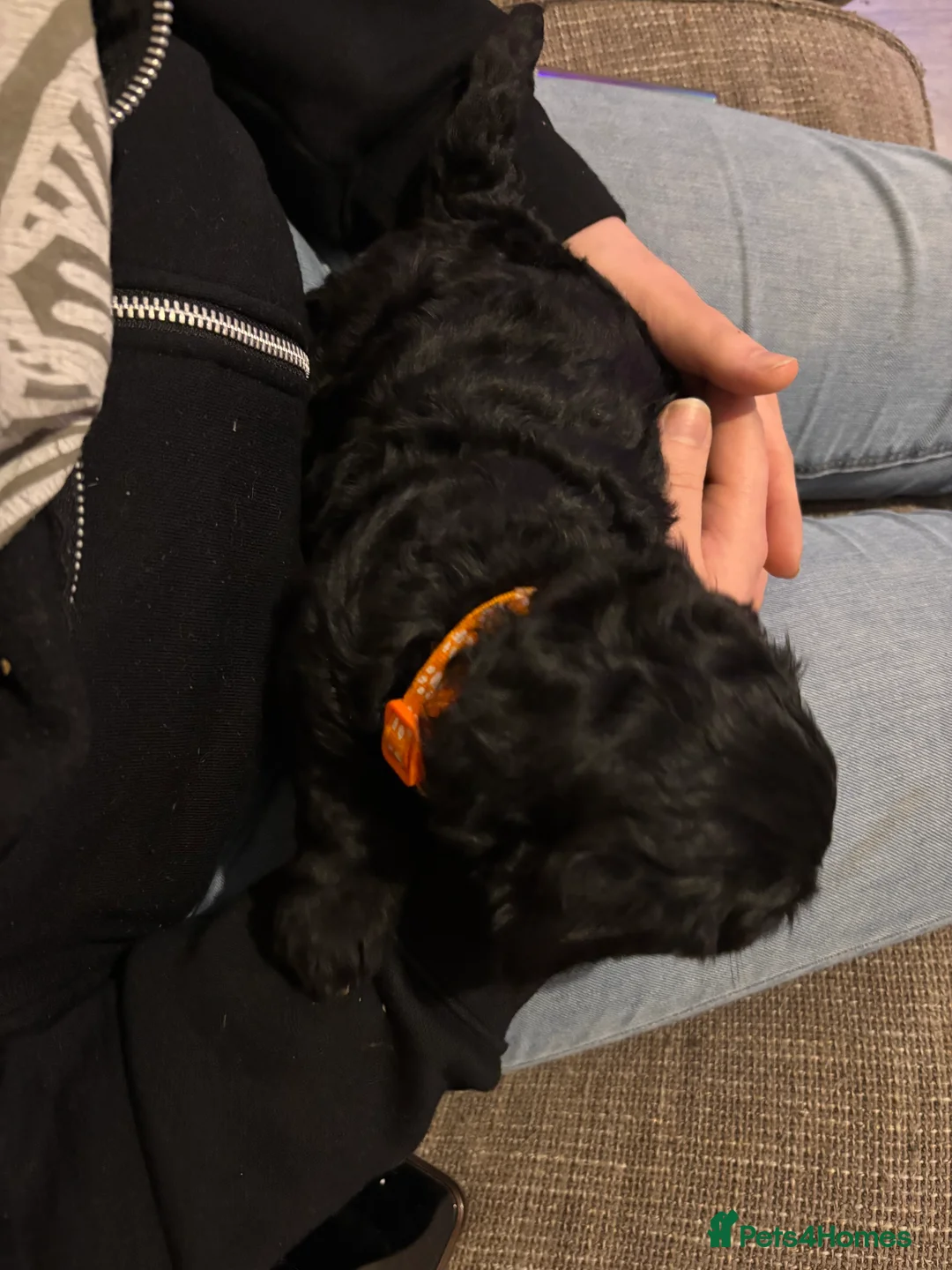 Mixed Breed dogs for sale: One girl puppie - Advert 2