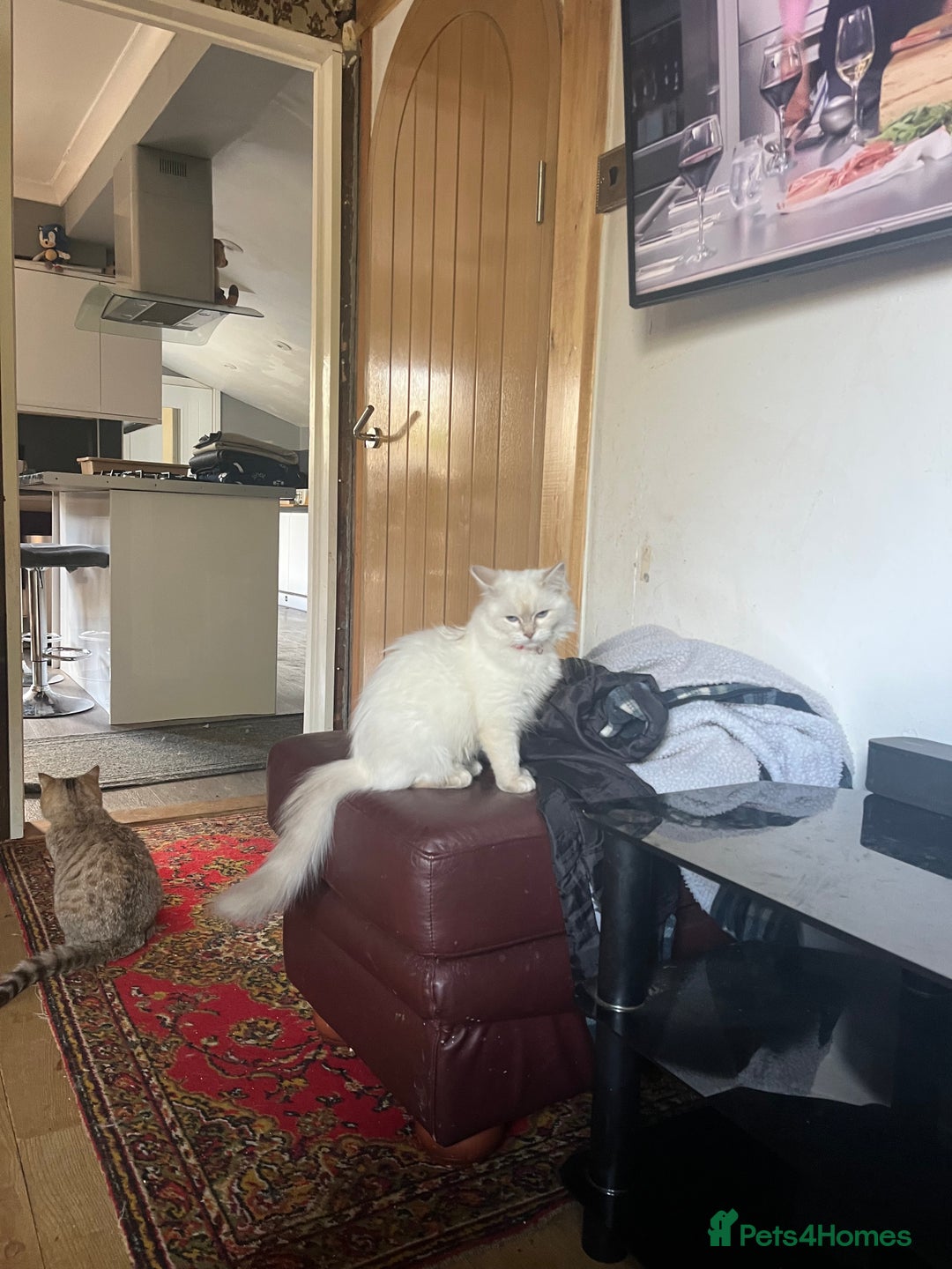 Ragdoll cats for sale: Gorgeous Tica female ragdoll kitten  - Advert 5