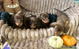 Dachshund dogs for sale: Dachshunds mini puppies   - Image 7