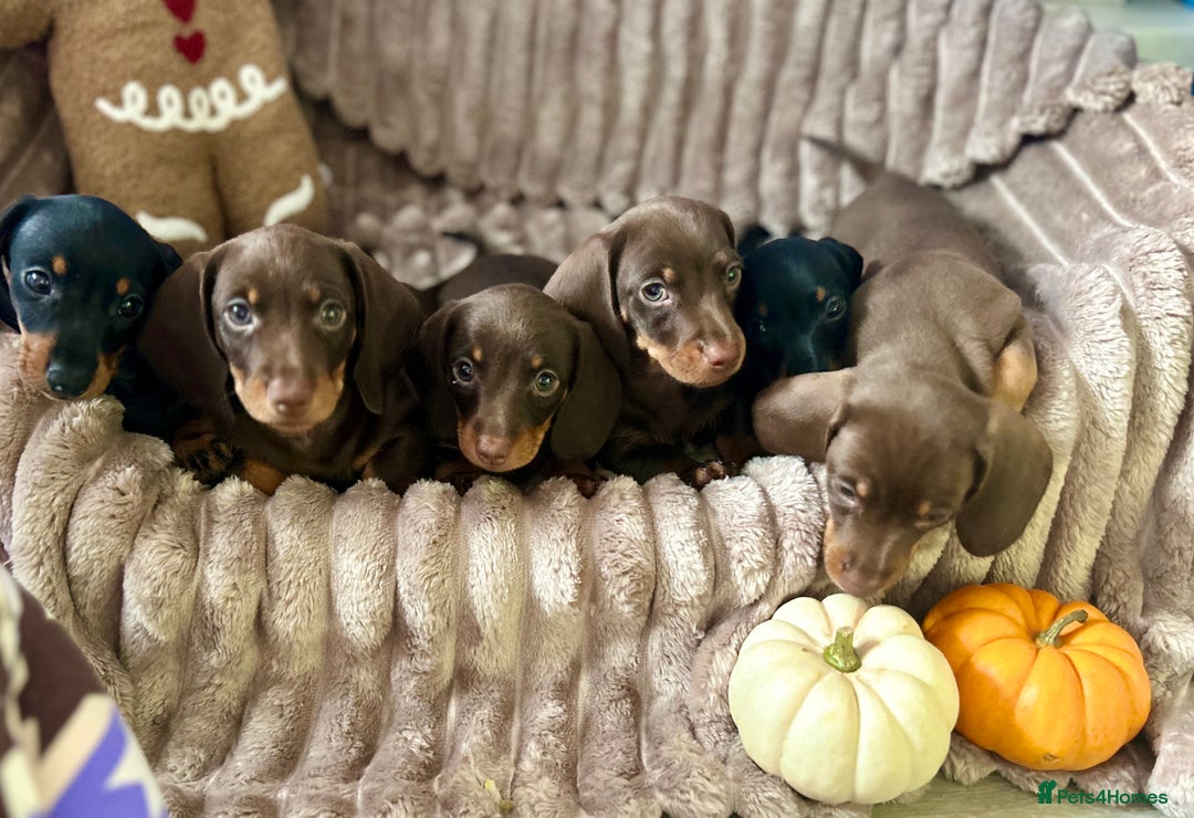 Dachshund dogs for sale: Dachshunds mini puppies   - Image 7