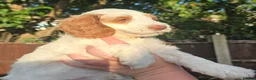 Cockapoo dogs for sale: Merles Blondes Apricots F2 Cockapoo Puppies  - Advert 20