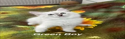 Siberian cats for sale: ❤️6 Beautiful Neva Masquerade x Ragdoll Kittens ❤️ - Advert 37