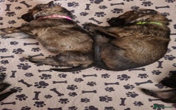 German Shepherd dogs for sale: 12 Czech KC Extensively Health Tested GSDs Puppies - Image 16