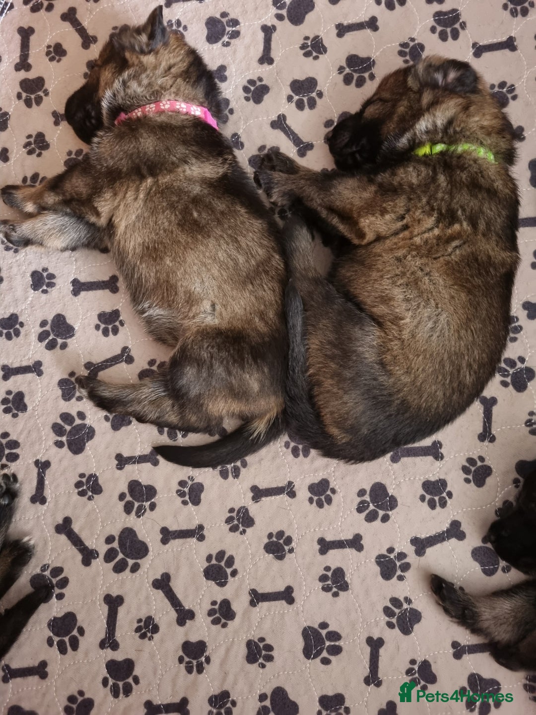 German Shepherd dogs for sale: 12 Czech KC Extensively Health Tested GSDs Puppies - Image 16
