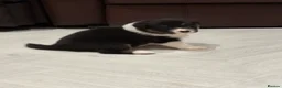 Australian Shepherd dogs for sale: Australian Shepherd Puppies - Advert 6
