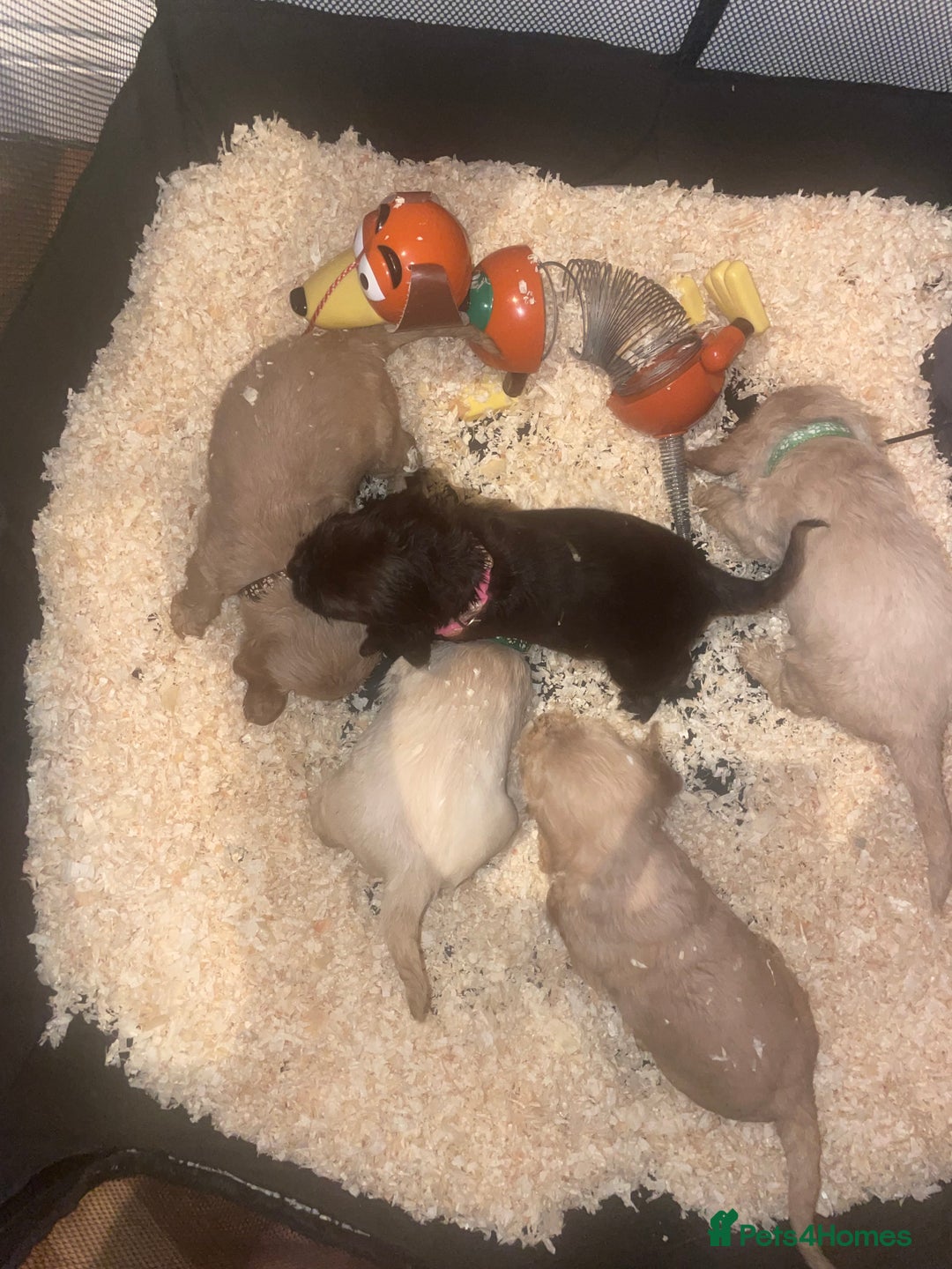 Cocker Spaniel dogs for sale: Cockerspaniel puppys Ready now!!! - Advert 9