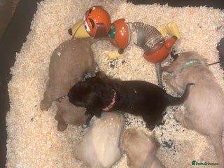 Cocker Spaniel dogs cocker spaniel puppys x3 left - Advert 11